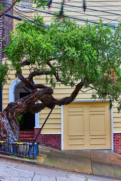 House On Steep Road In San Francisco With Beautiful Tree And Garage Door