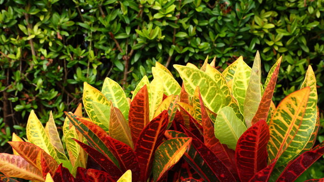 Croton, Variegated Laurel, Garden Croton (Codiaeum variegatum) on a Natural background
