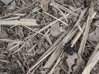 Insectos