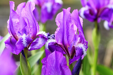 Purple iris flowers with water drops from the rain in the garden close-up. Spring floral background