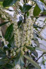 cherry laurel bush in bloom
