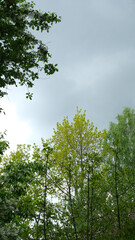 trees and sky