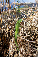 green lizard