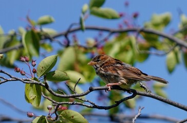 sparrow on a branch