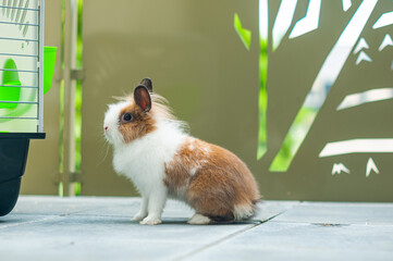 Un joli lapin nain - cage