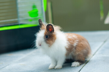 Un joli lapin nain - cage