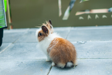 Un joli lapin nain - cage