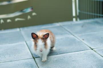 Un joli lapin nain - cage