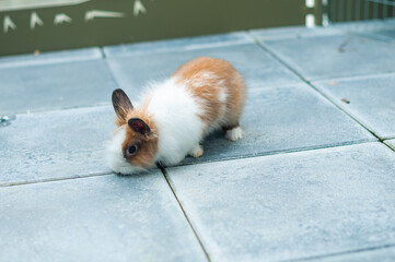 Un joli lapin nain - cage