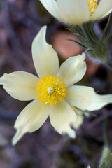Fototapeta premium spring crocus flowers