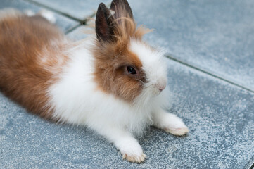 Un joli lapin nain - cage