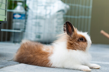 Un joli lapin nain - cage