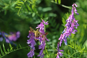 Hummelschwärmer (Hemaris fuciformis) an Vogelwicke