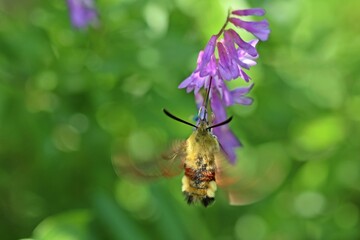 Hummelschwärmer (Hemaris fuciformis) an Vogelwicke