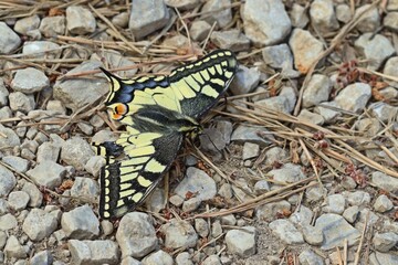 Schwalbenschwanz (Papilio machaon) sonnt sich auf Wanderweg.