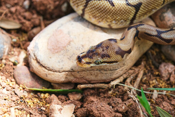 Ball Python Lying On Rock in Wildlife. Selective Focus