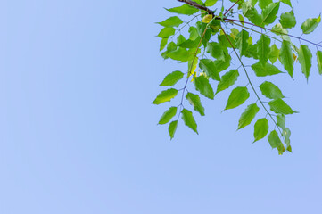 新緑の葉っぱと爽やかな青空