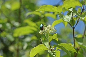 Rosenkäfer auf Blüte