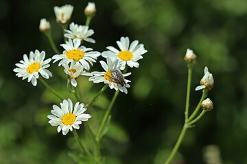 Trauer-Rosenkäfer (Oxythyrea funesta) auf Straußblütiger Wucherblume (Tanacetum corymbosum).