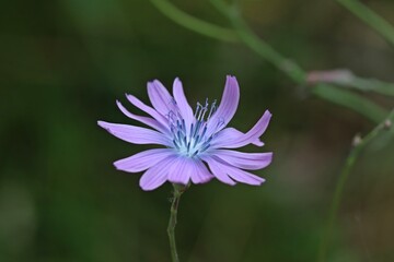 Blauer Lattich (Lactuca perennis).