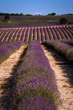 Lavender Fields in Provence