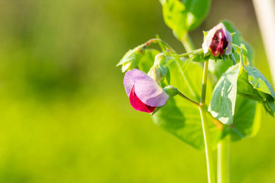 さやえんどう Images Browse 1 537 Stock Photos Vectors And Video Adobe Stock