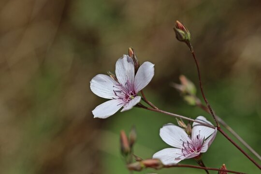 Schmalbl&auml;ttriger Lein (Linum tenuifolium).