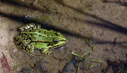Grenouille verte sur les bord d'un étang en Sologne