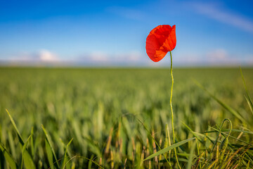 einsame Mohnblume am Feldrand