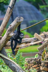 Black Spider Monkey