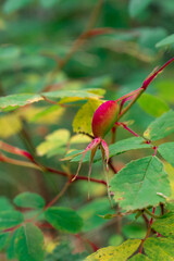 rosehip fruits or rosehip cinnamon Latin: Rosa majalis