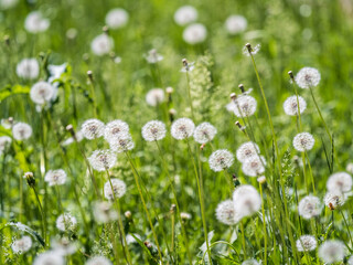 Fototapeta premium Field with white dandelion flowers. Meadow of white dandelions. Summer field. Dandelion field. spring background with white dandelions.