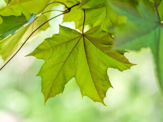 Spring branches of maple tree with fresh green leaves