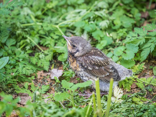A fieldfare chick, Turdus pilaris, has left the nest and sitting on the spring lawn. A fieldfare...