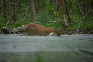 Jeleń przepływający rzekę w lesie. © M