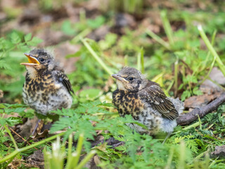 Two fieldfare chicks, Turdus pilaris, have left the nest and are sitting on the spring lawn....
