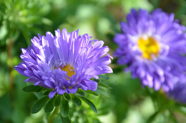 Lila Sommeraster bl&uuml;ht im Garten