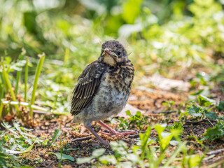 A fieldfare chick, Turdus pilaris, has left the nest and sitting on the spring lawn. A fieldfare...