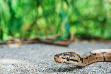 Python snake is chilling on rock ground in green leaves. Copy Space And Text Area. Selective focus