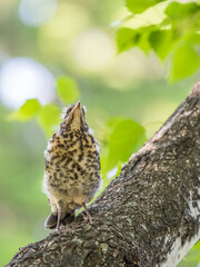 A fieldfare chick, Turdus pilaris, has left the nest and is sitting on a branch. A chick of...