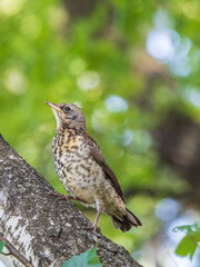 A fieldfare chick, Turdus pilaris, has left the nest and is sitting on a branch. A chick of...