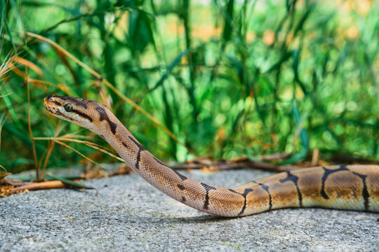 Royal or Ball Python Snake Discovering Wildlife on Rock. 
 Selective Focus