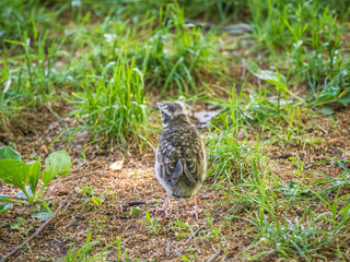 A Redwing chick, Turdus iliacus,, has left the nest and sitting on the spring lawn. A Redwing chick, a bird in the thrush family, sits on the ground and waits for food from its parents.
