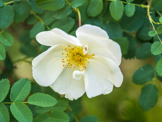 Fototapeta premium Flowering rosehip bush on a sunny summer day, close-up. Delicately white flowers on a branch of rose hips.
