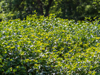 Obraz premium Green bushes with young leaves in the sunset