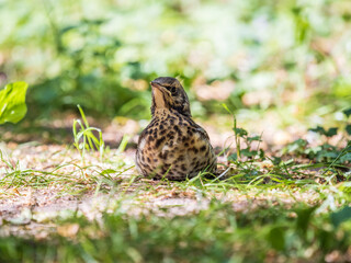 A fieldfare chick, Turdus pilaris, has left the nest and sitting on the spring lawn. A fieldfare...