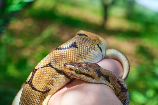 Small Size Pet Ball Python On The Hand Of Man. Isolated. Selective Focus