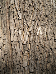 The texture of the bark of an old willow