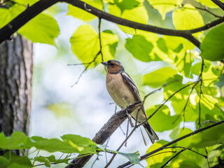 Common chaffinch, Fringilla coelebs, sits on a branch in spring on green background. Common chaffinch in wildlife.