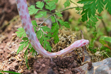 Selective Focus. Pet Albino Baby Python Snake Meet With Natural Field